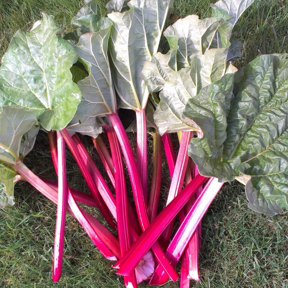 Freshly cut, Spring rhubarb