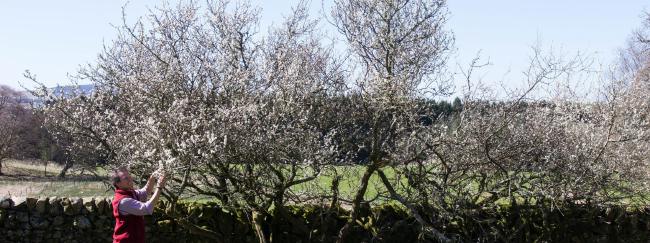 Angus inspecting Sloe blossom on the Galloway hedgerows