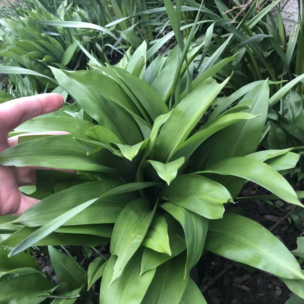 Wild Garlic Pesto