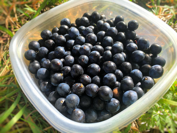 Sloes - Bitter Berries to Sweet Gin