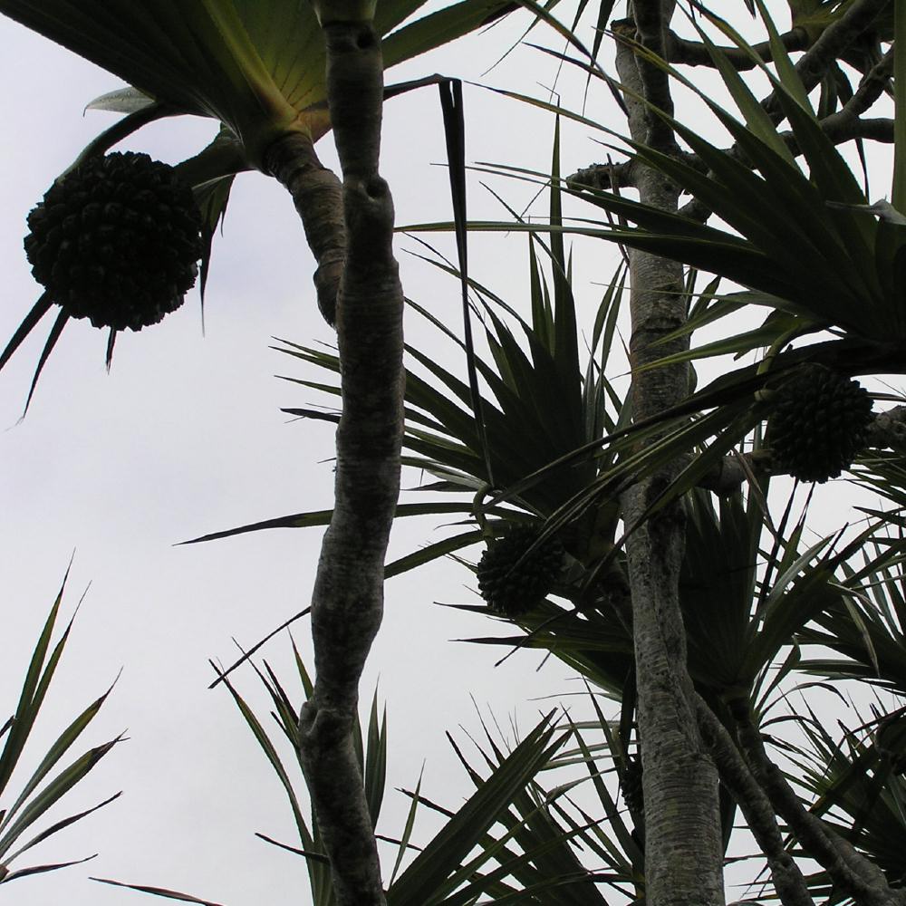 Dark and Stormy Palm Trees in Bermuda