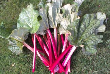 Freshly cut Scottish Rhubarb