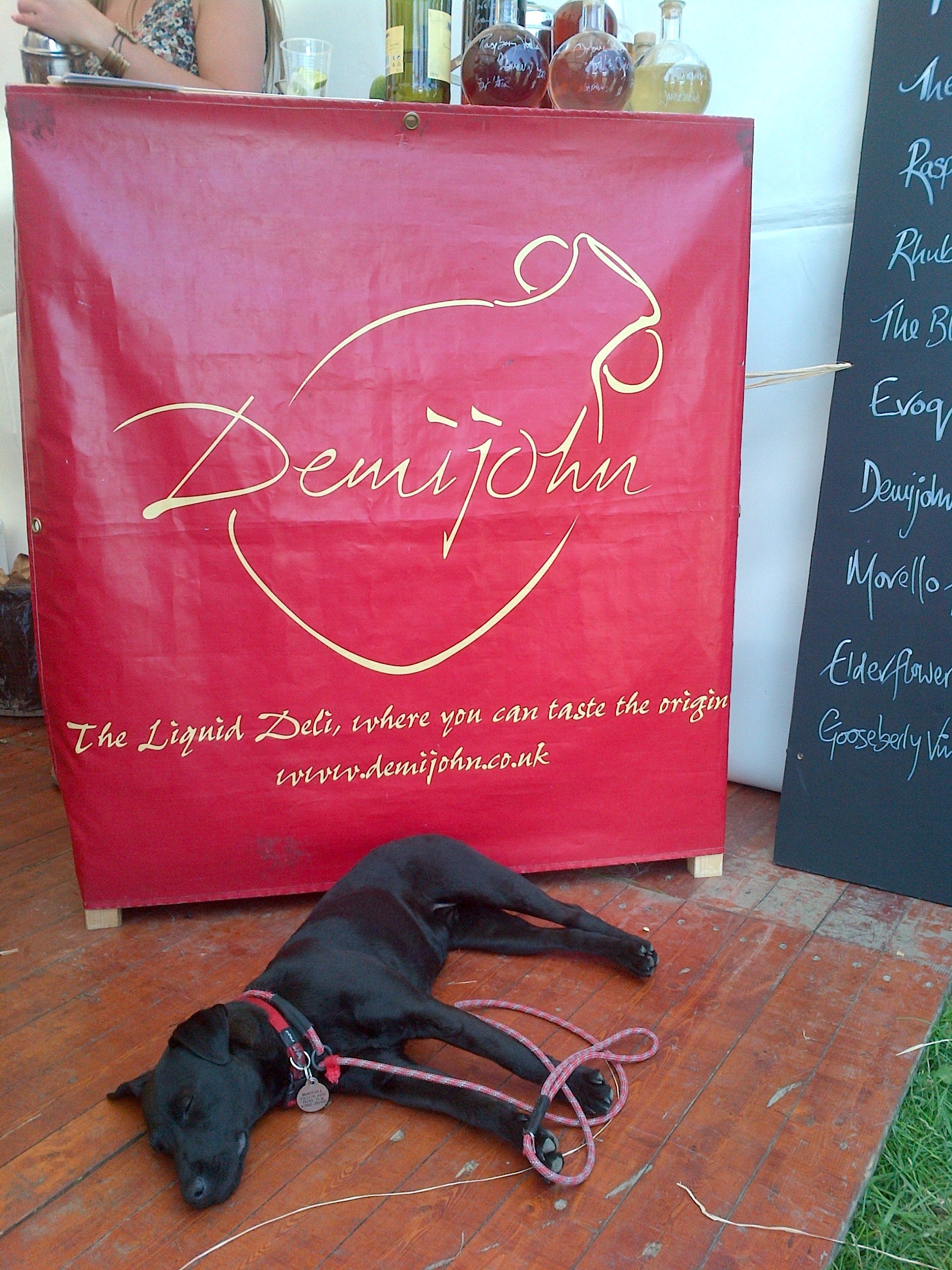 Wigeon relaxing at the Demijohn Cocktail Bar!