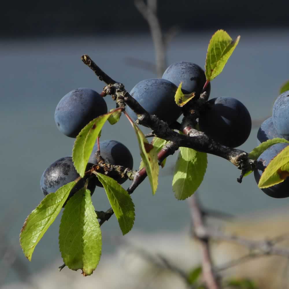 Sloe berries for our Sloe Gin