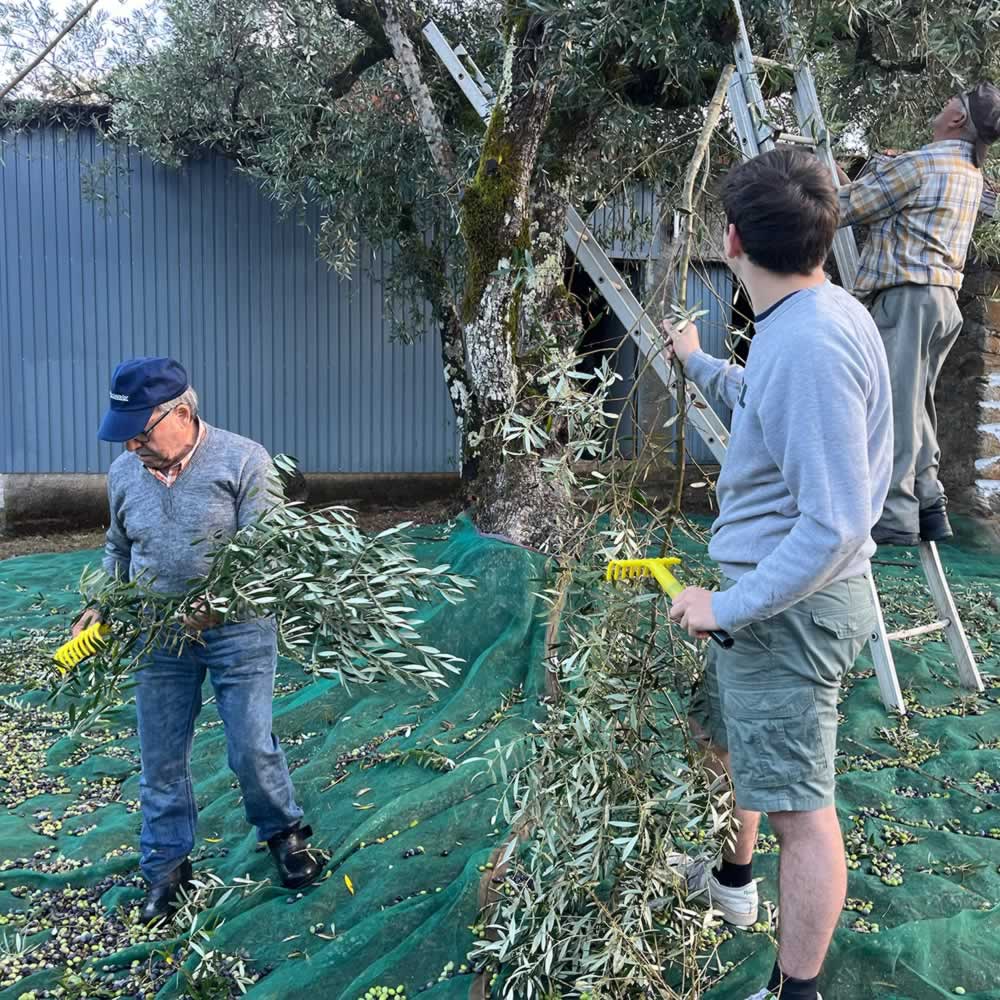 Harvesting olives at Quinta Ponte de Pedra in late Oct 2025 for this years Extra Virgin Olive Oil