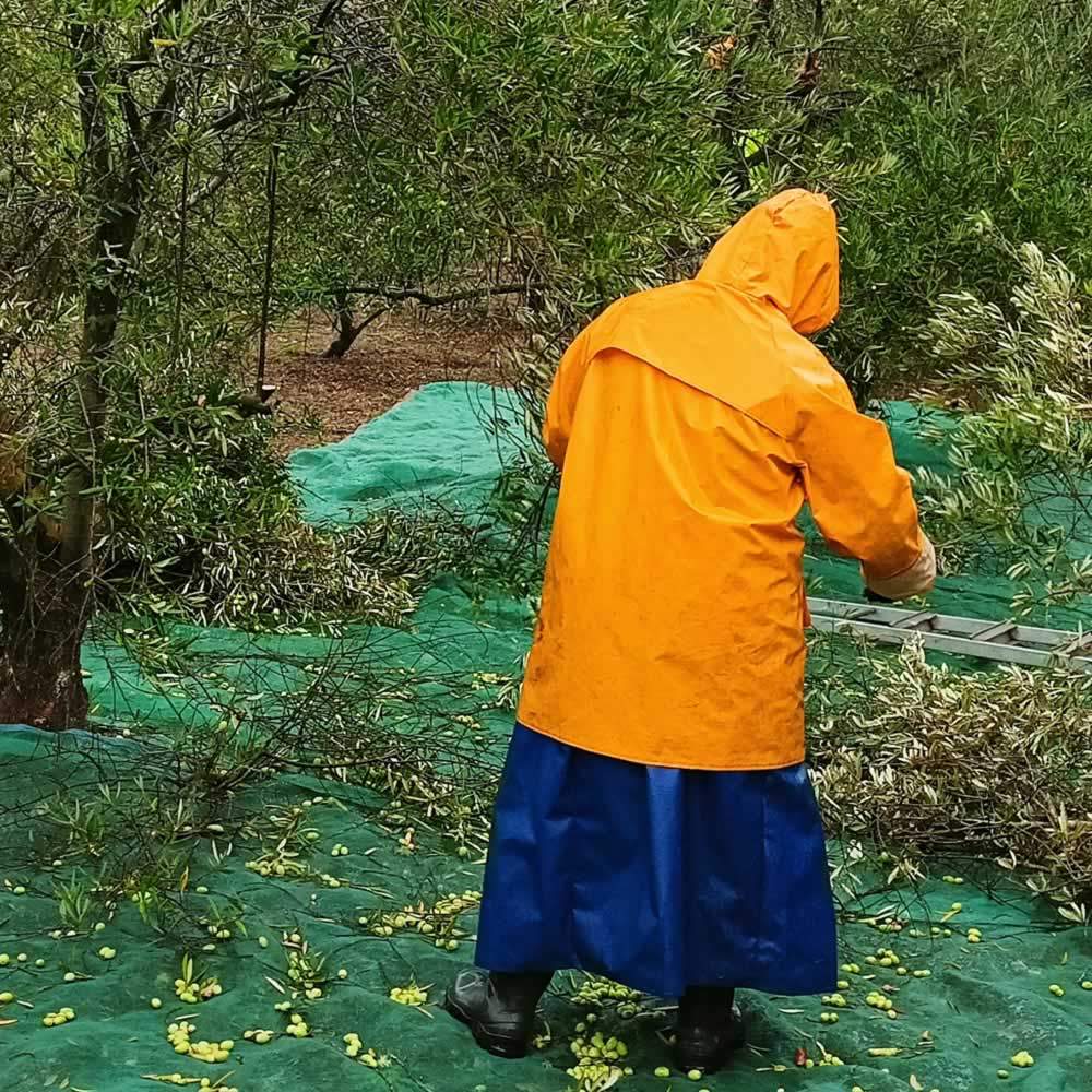 Harvesting olives at Quinta Ponte de Pedra in late Oct 2025 for this years Extra Virgin Olive Oil