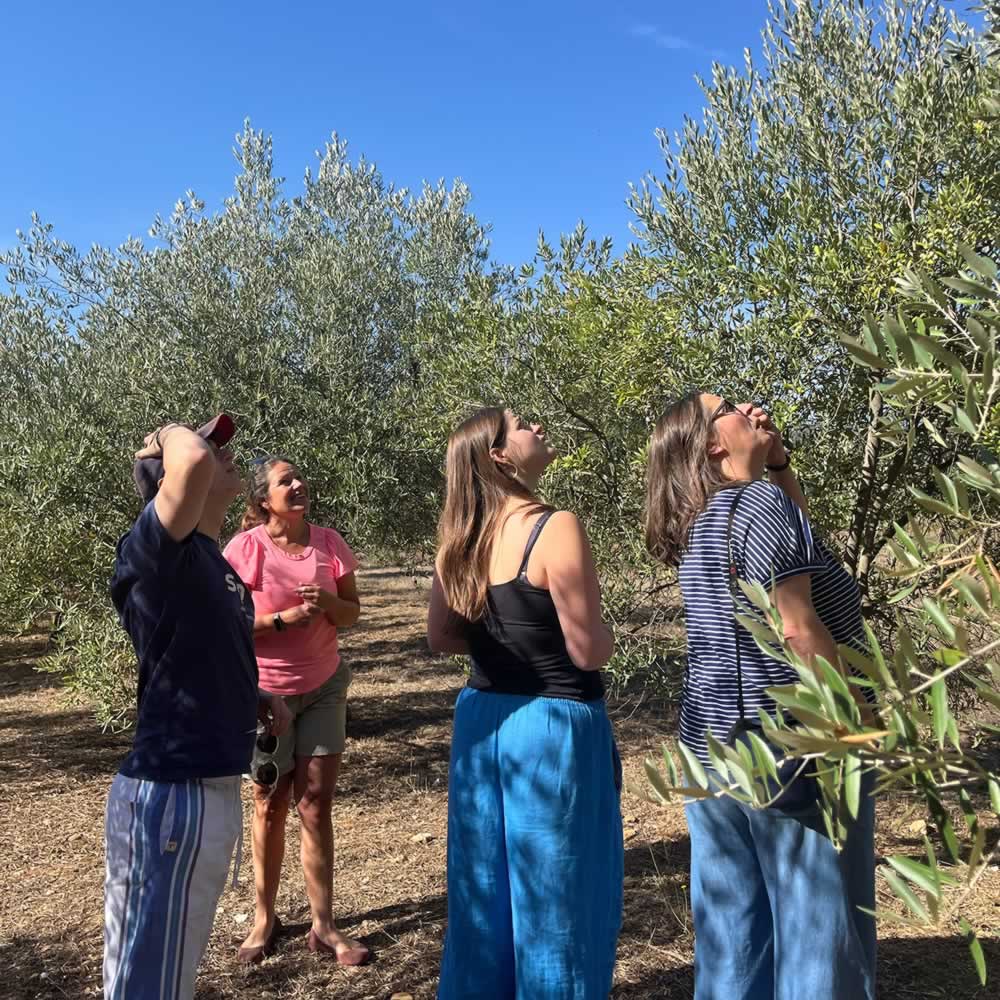 Inspecting the crop of olives at Quinta Ponte de Pedra in late Oct 2025 for this years Extra Virgin Olive Oil