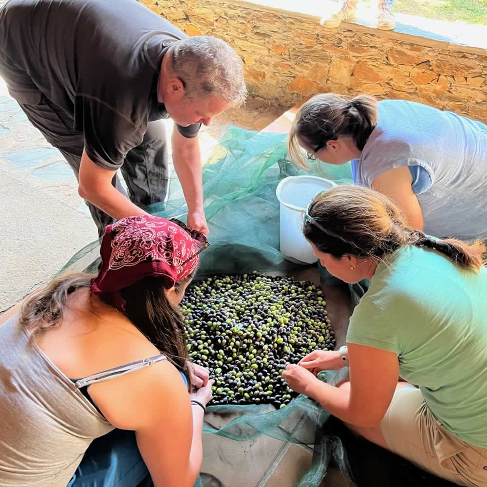 Checking the olives for eating at Quinta Ponte de Pedra in late Oct 2025 prior to this years Extra Virgin Olive Oil