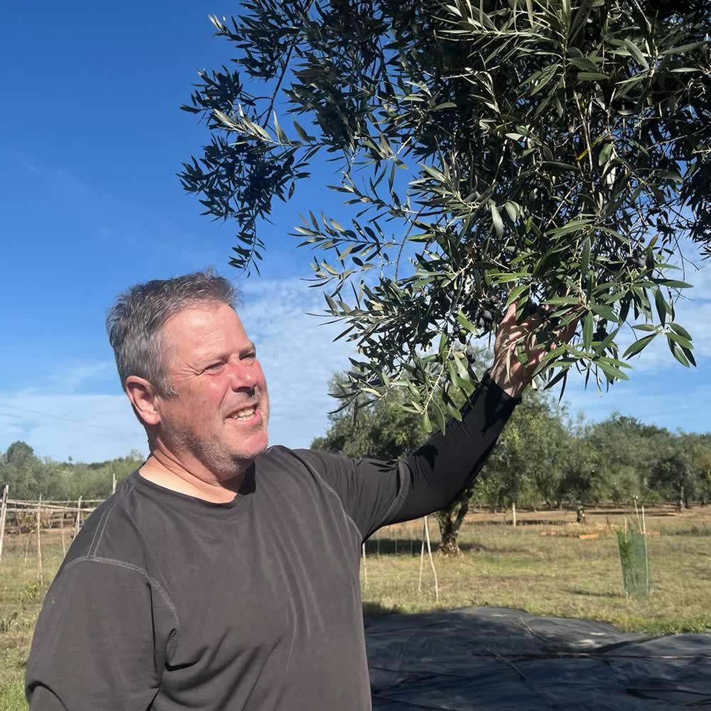 Stuart harvesting olives at Quinta Ponte de Pedra in late Oct 2025 for this years Extra Virgin Olive Oil