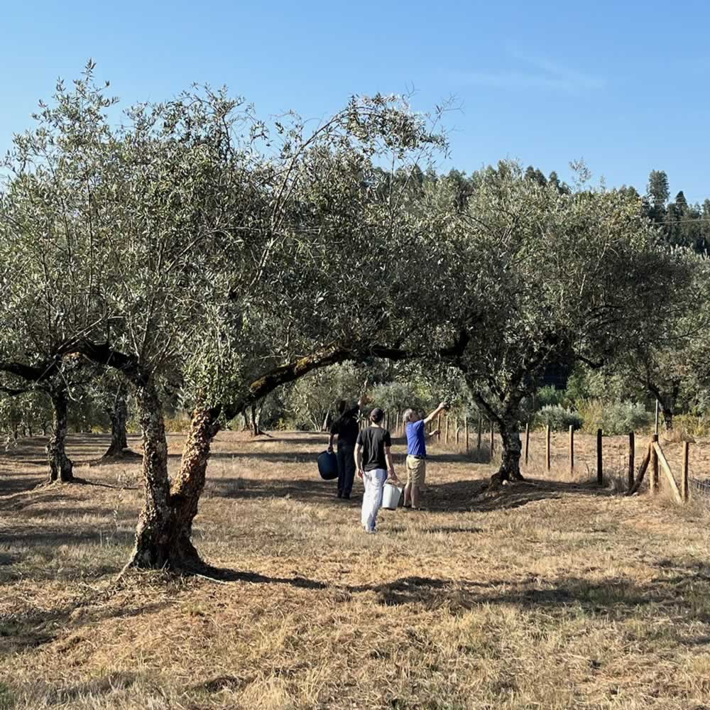 Angus and Hamish harvesting olives at Quinta Ponte de Pedra in late Oct 2025 for this years Extra Virgin Olive Oil