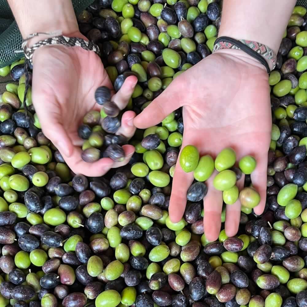 Fresh olives at Quinta Ponte de Pedra in late Oct 2025 for this years Extra Virgin Olive Oil