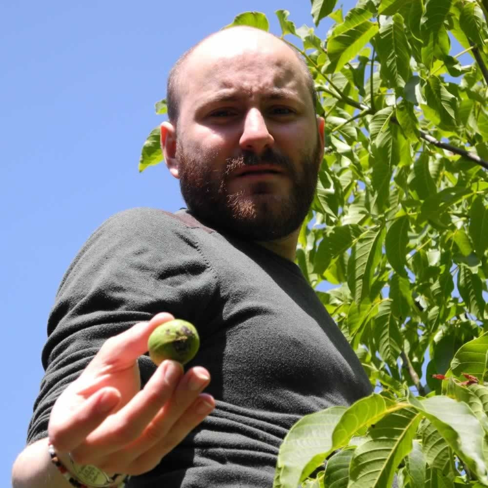 Hand picked walnuts