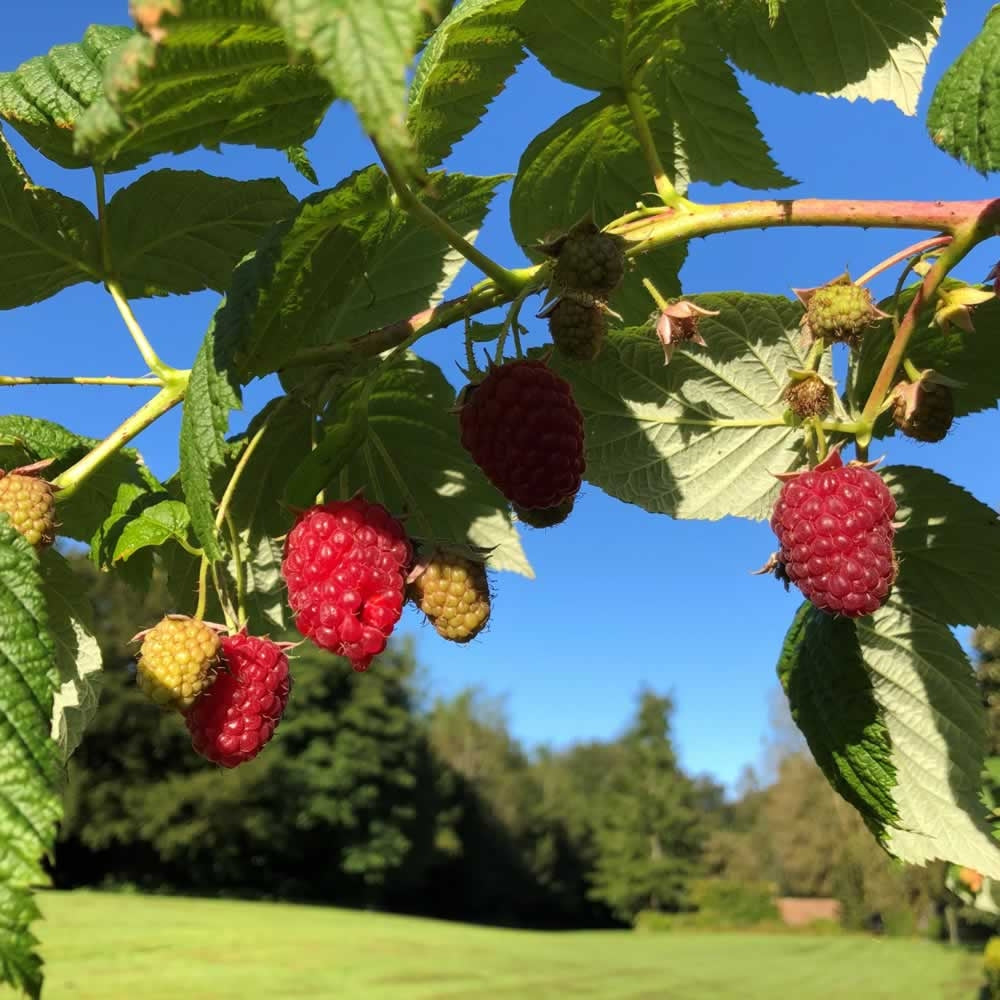 Raspberry Vinegar